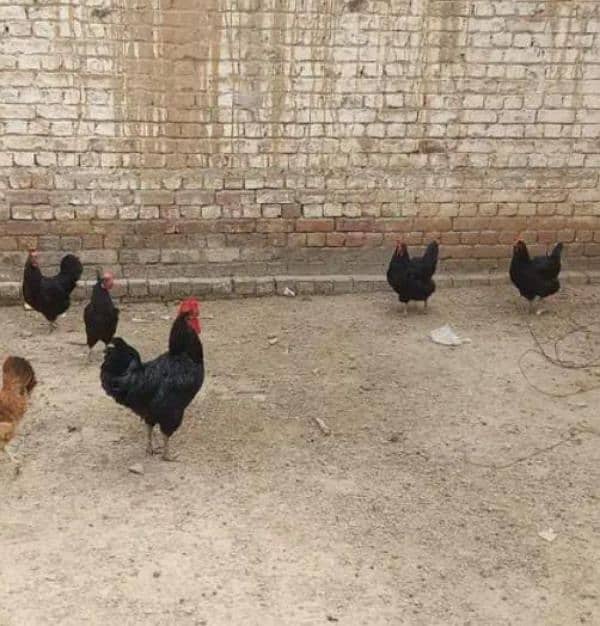 4 murgi australorp contact number 03061715088 0