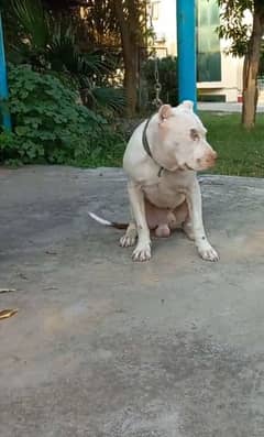 Pitbull