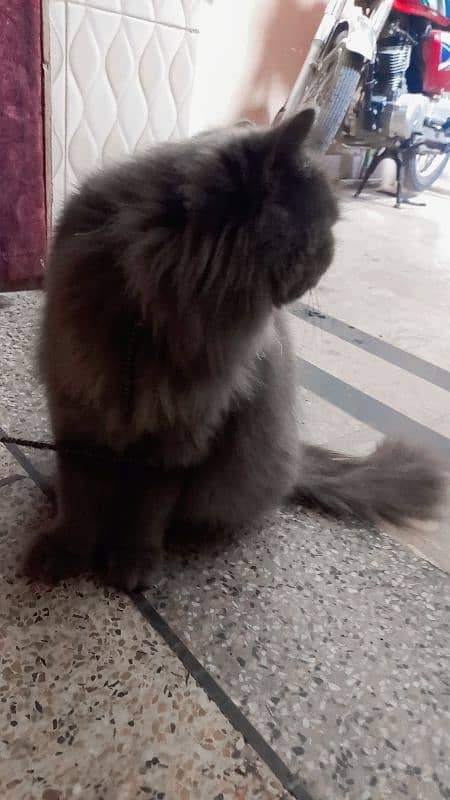 persian cat female urgent sale 0