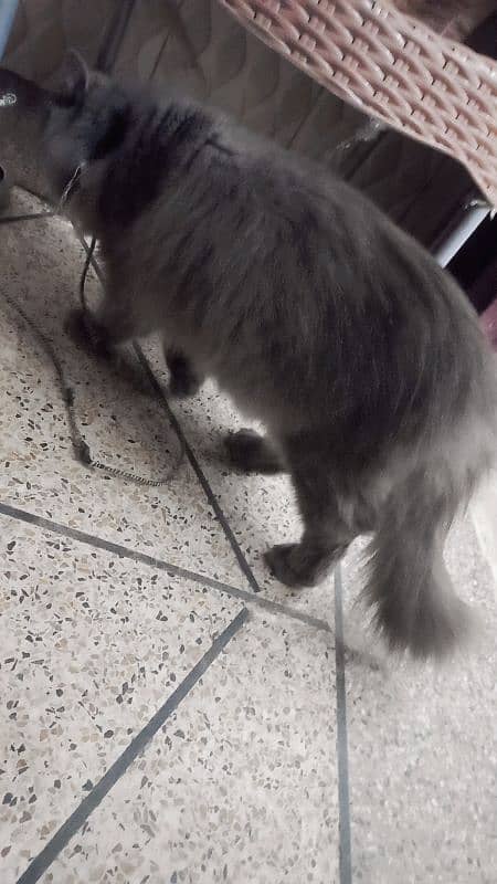 persian cat female urgent sale 1