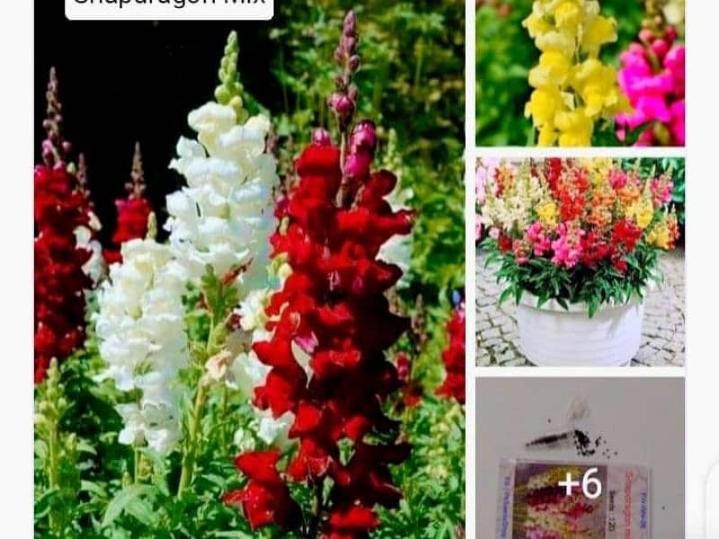 winter flowers seeds available 0