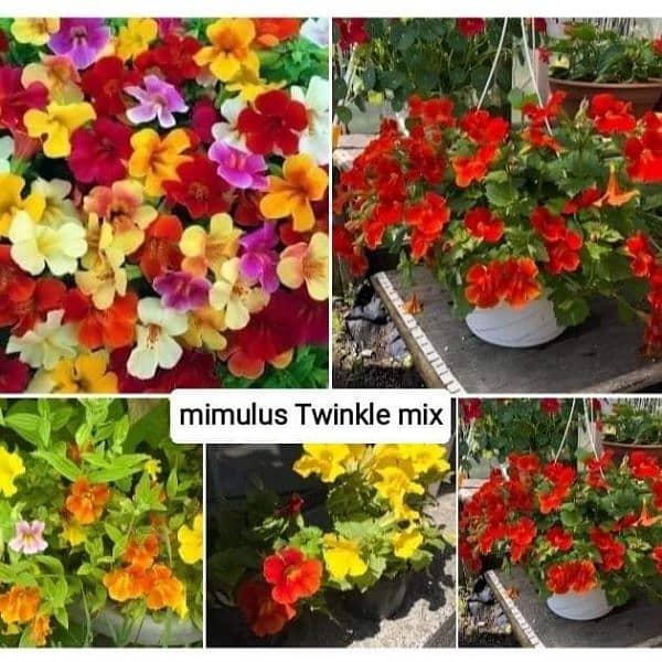 winter flowers seeds available 1