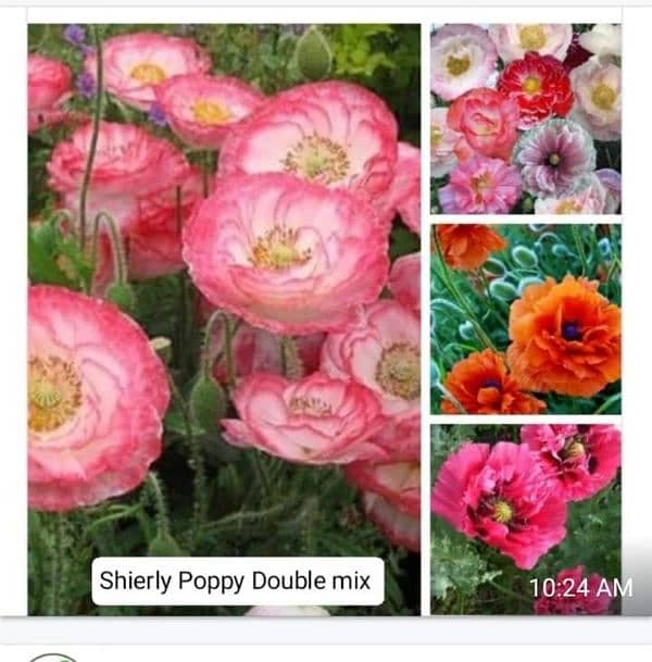 winter flowers seeds available 3