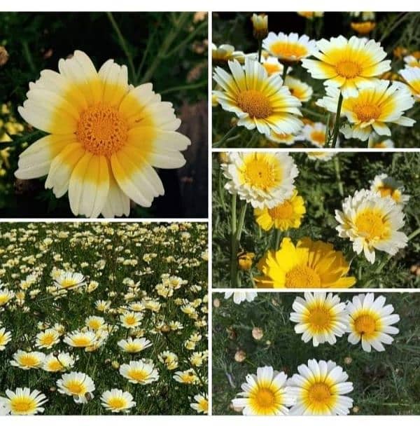 winter flowers seeds available 4