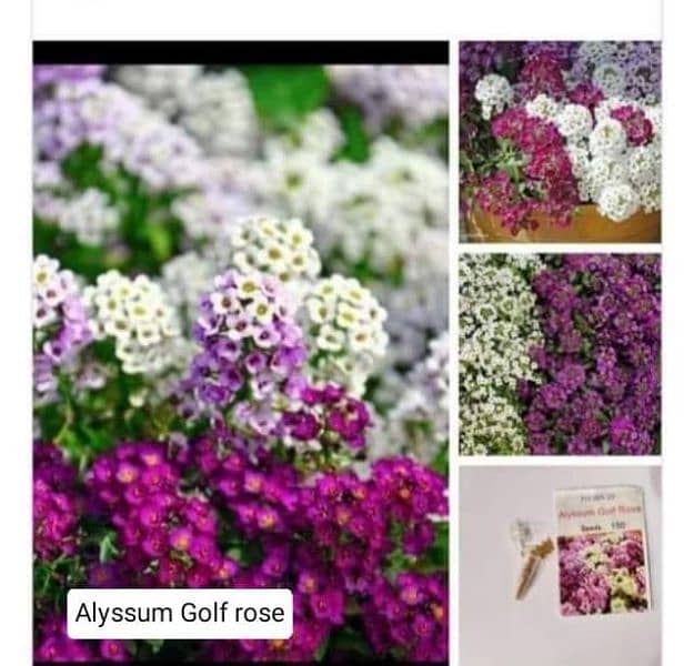 winter flowers seeds available 6