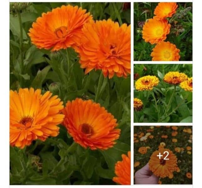 winter flowers seeds available 7