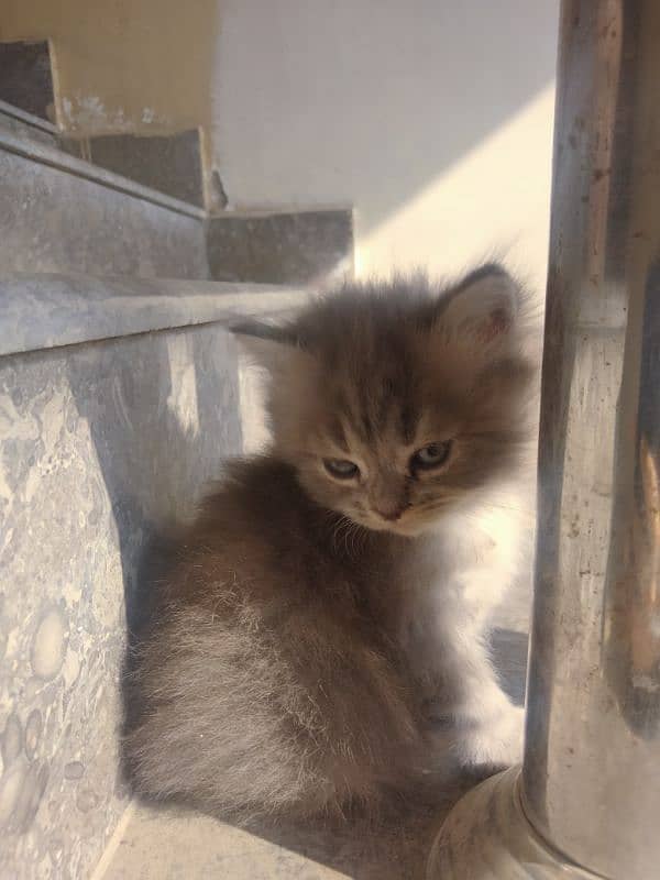 mother and kitten Persian double coated 0