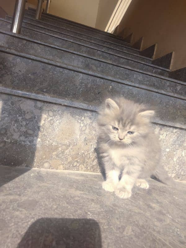 mother and kitten Persian double coated 1