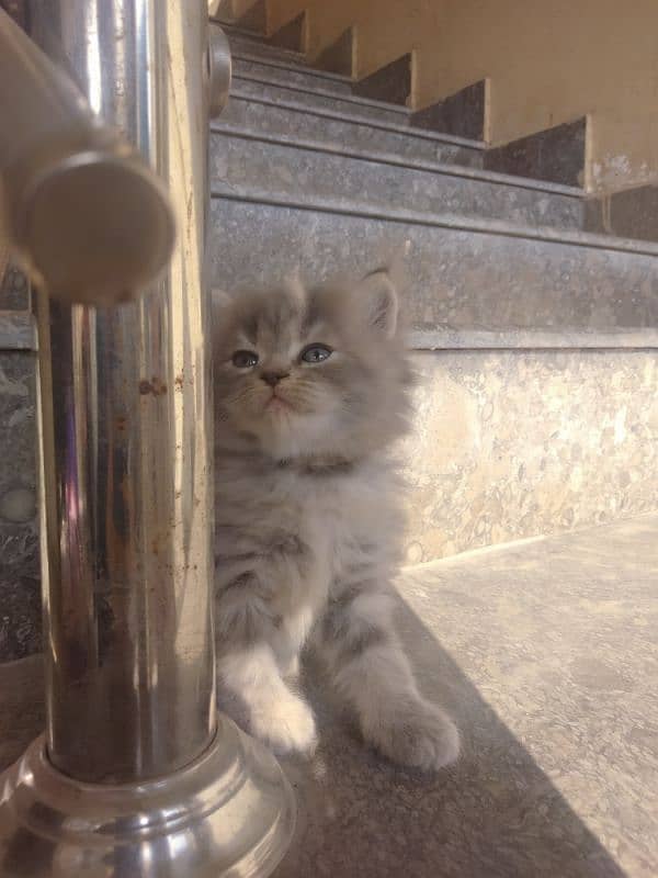 mother and kitten Persian double coated 2