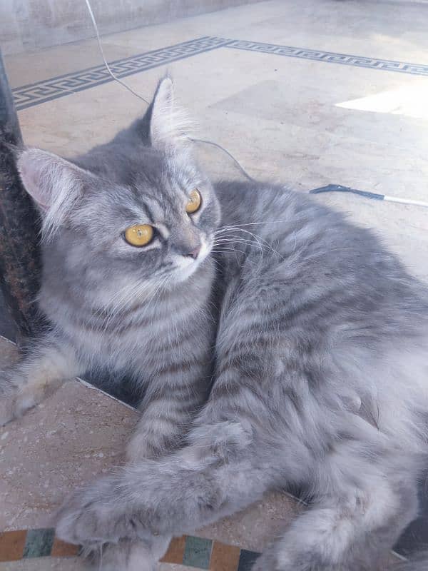 mother and kitten Persian double coated 3