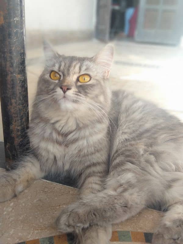 mother and kitten Persian double coated 4