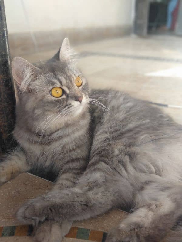 mother and kitten Persian double coated 5