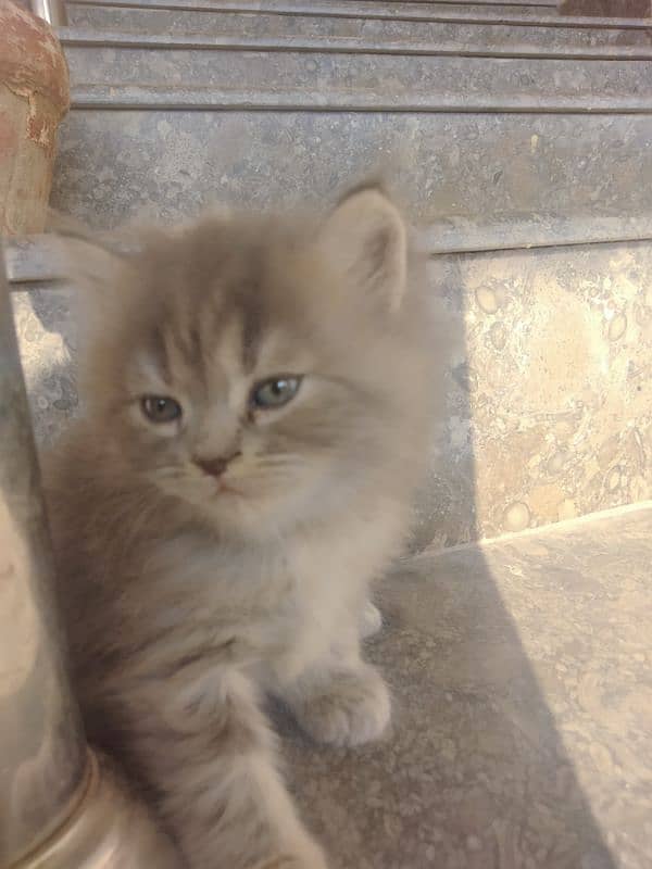 mother and kitten Persian double coated 6