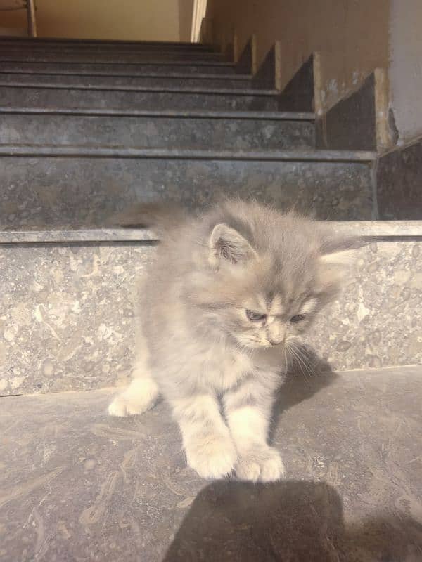 mother and kitten Persian double coated 7