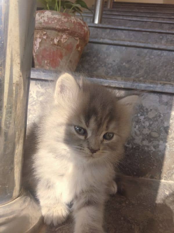 mother and kitten Persian double coated 8