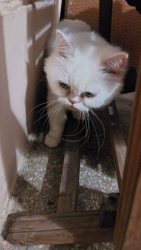 White British Cat female & Grey persian cat female 1 year| 03008003560 3