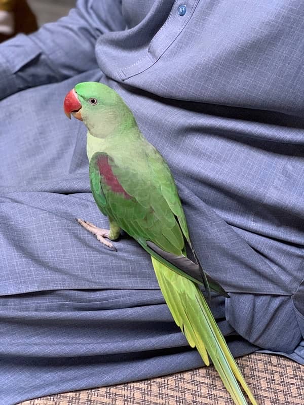 Raw talking parrot 0