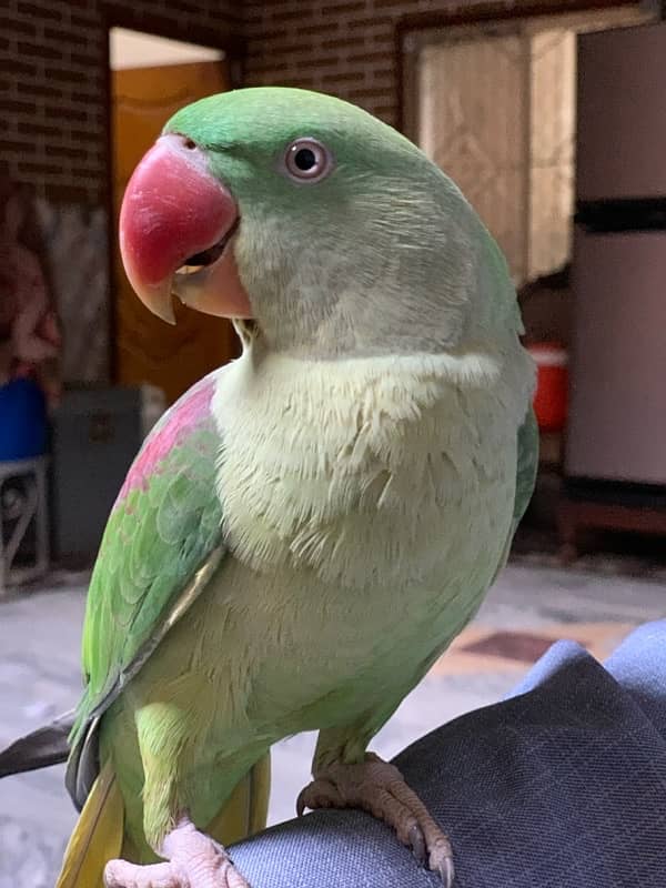 Raw talking parrot 4