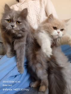 Persian cat pair