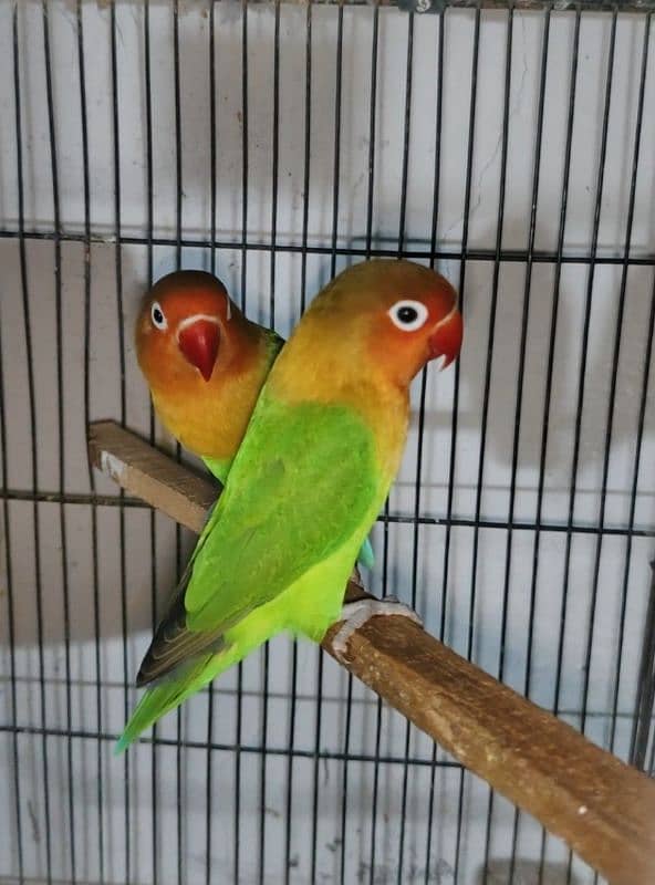 breeder and adult pair of lovebirds . 0