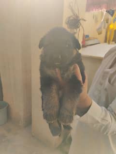 German Shepherd Female Puppies