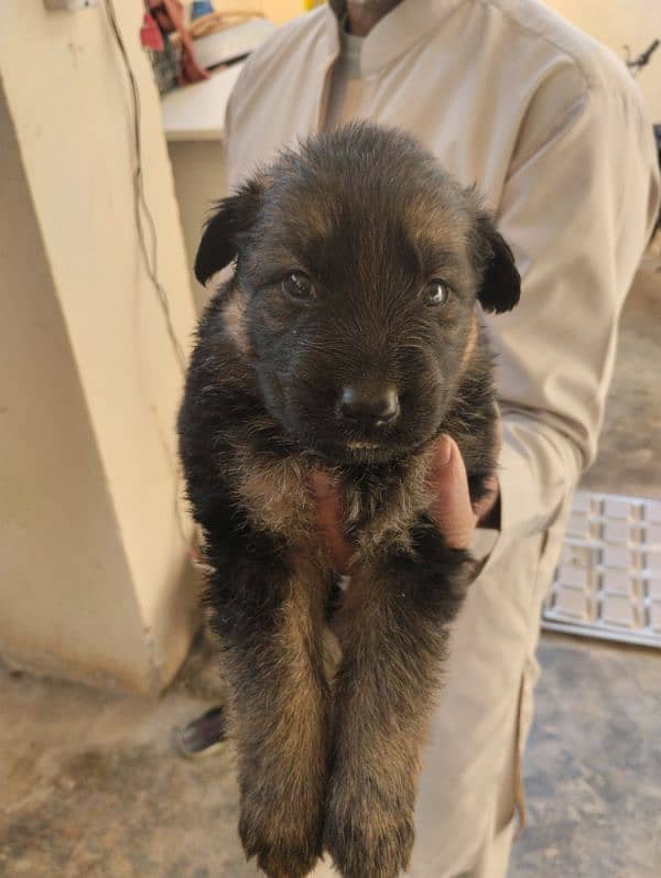 German Shepherd Female Puppies 5