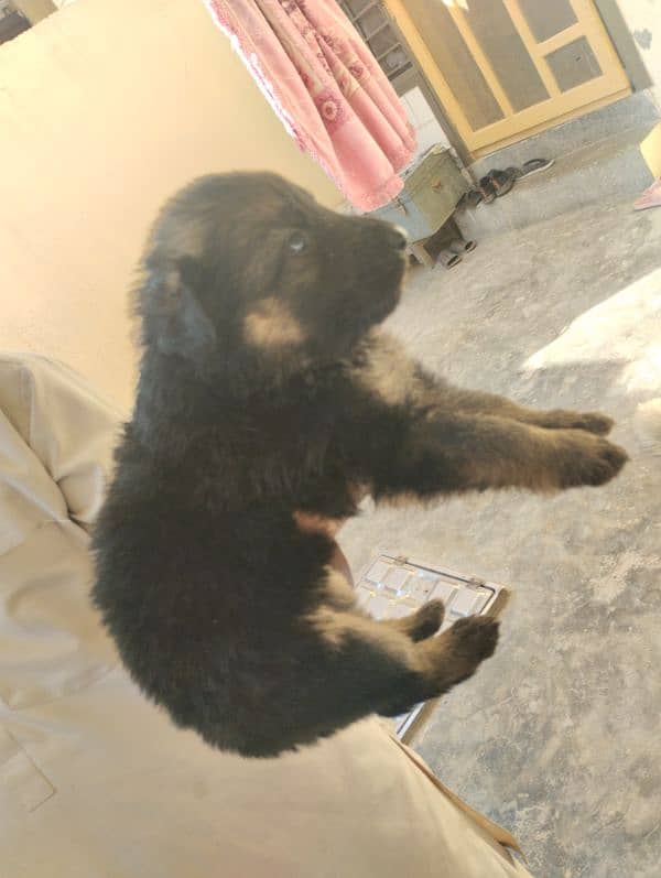 German Shepherd Female Puppies 6