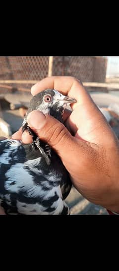 young pigeon