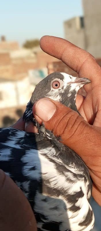 young pigeon 1