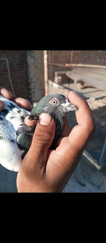 young pigeon 3