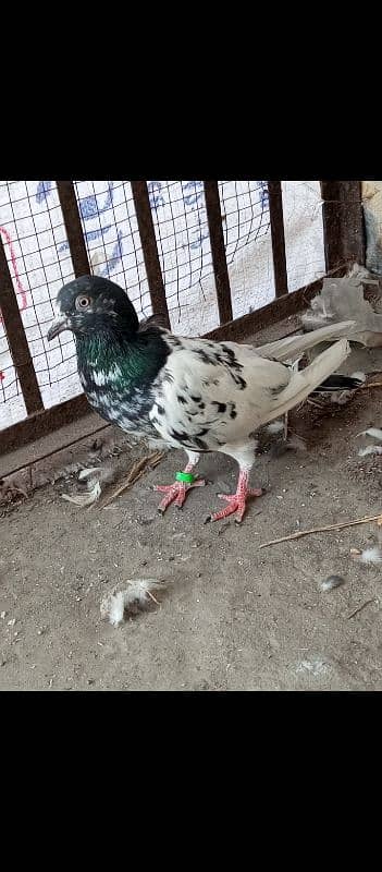 young pigeon 6