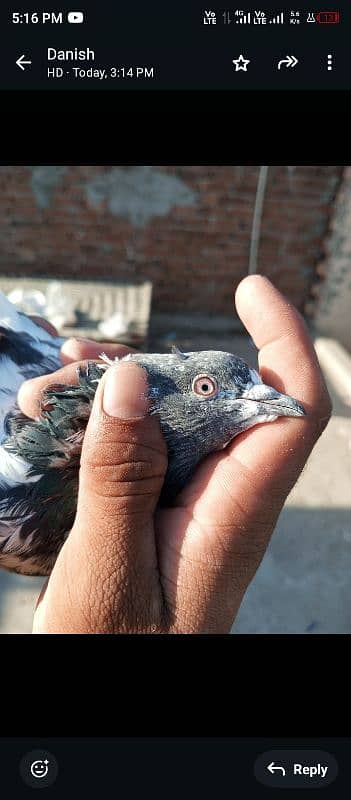 young pigeon 7