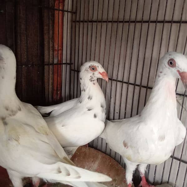 Fancy pigeon Danishh 1