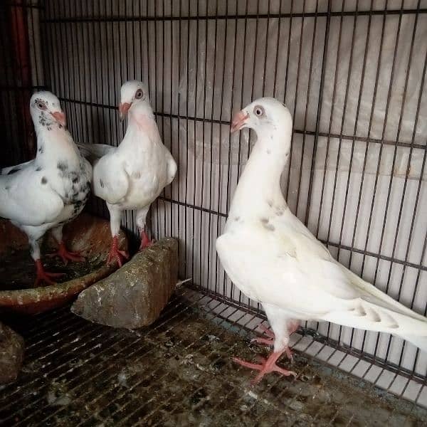 Fancy pigeon Danishh 2