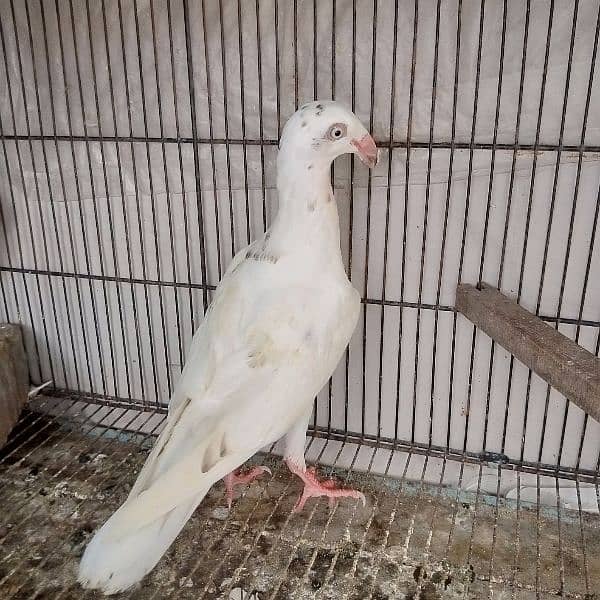 Fancy pigeon Danishh 3