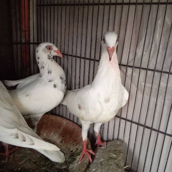 Fancy pigeon Danishh 4