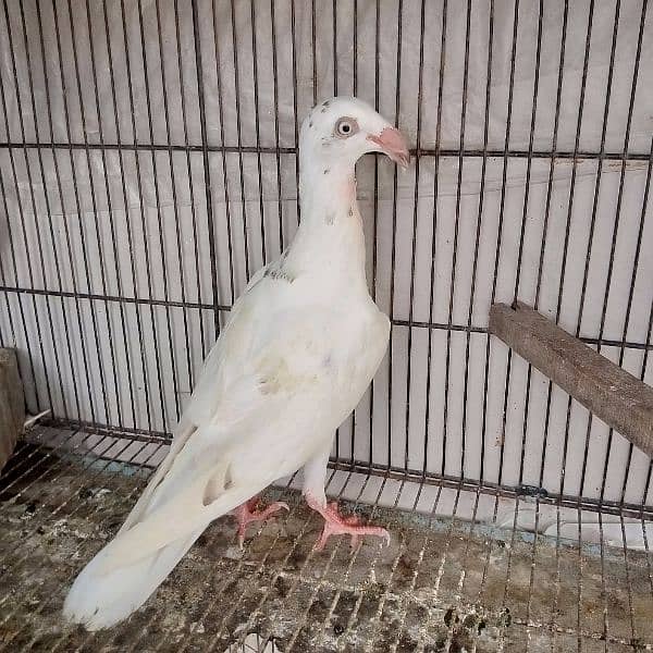 Fancy pigeon Danishh 5