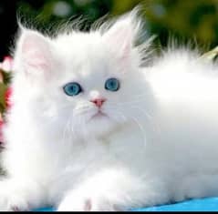 Persian Cat for sale my WhatsApp number03260536967