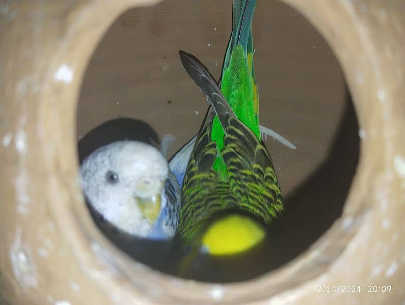 Australian parrot Budgie king size, Red eyes, Fellow, Or Split k piece 0