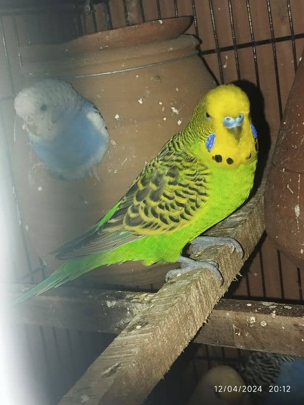 Australian parrot Budgie king size, Red eyes, Fellow, Or Split k piece 1