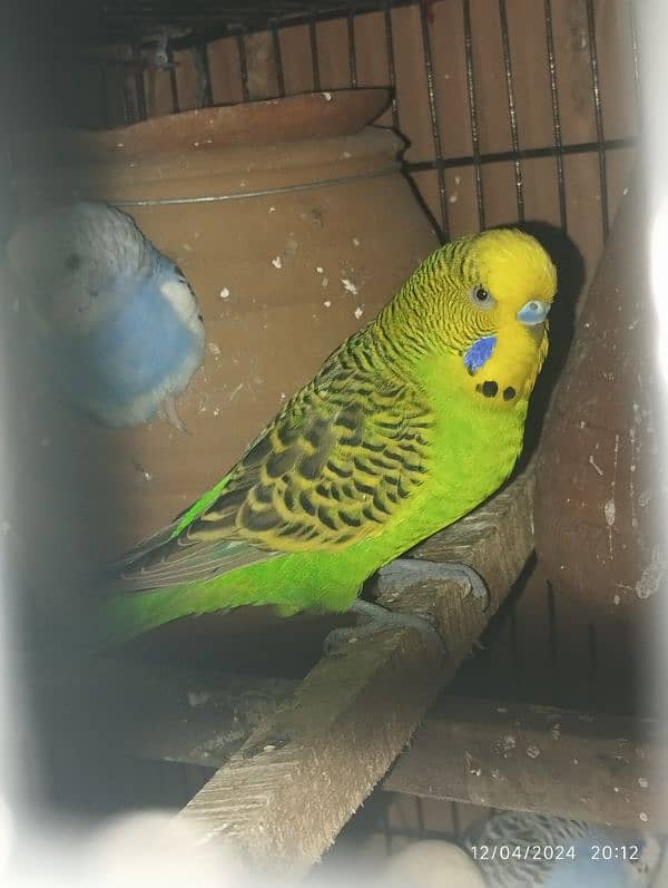 Australian parrot Budgie king size, Red eyes, Fellow, Or Split k piece 2