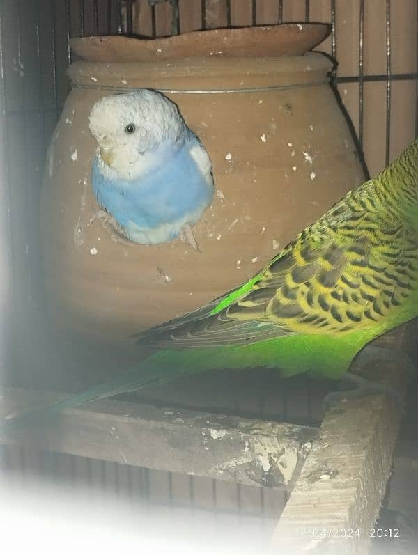 Australian parrot Budgie king size, Red eyes, Fellow, Or Split k piece 3