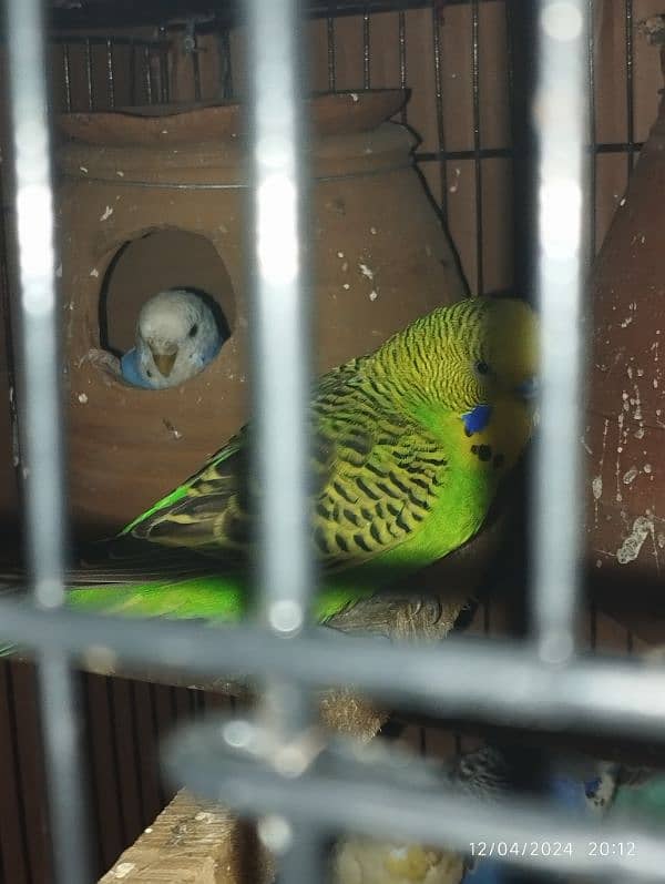 Australian parrot Budgie king size, Red eyes, Fellow, Or Split k piece 4