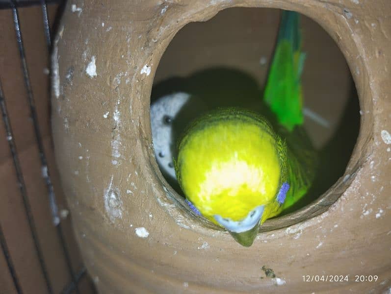 Australian parrot Budgie king size, Red eyes, Fellow, Or Split k piece 5