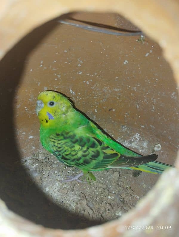 Australian parrot Budgie king size, Red eyes, Fellow, Or Split k piece 6