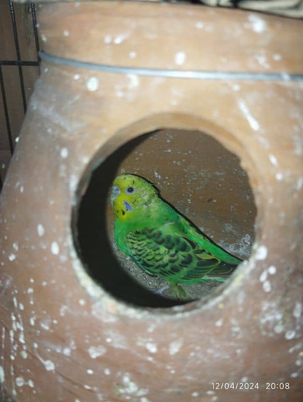 Australian parrot Budgie king size, Red eyes, Fellow, Or Split k piece 7