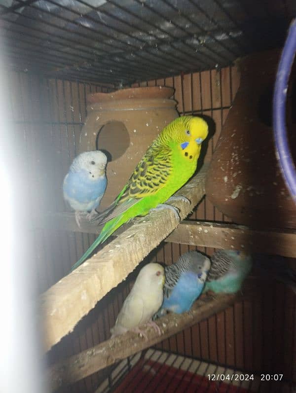 Australian parrot Budgie king size, Red eyes, Fellow, Or Split k piece 8