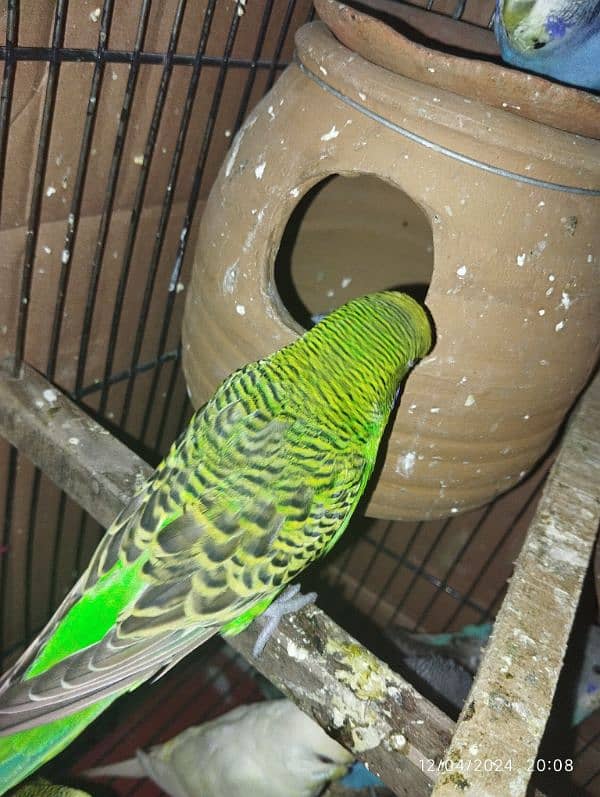 Australian parrot Budgie king size, Red eyes, Fellow, Or Split k piece 9