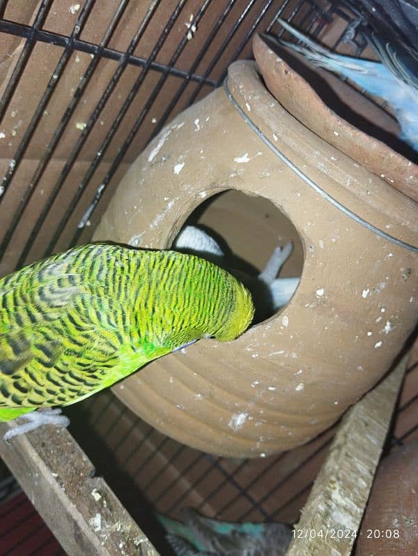 Australian parrot Budgie king size, Red eyes, Fellow, Or Split k piece 10