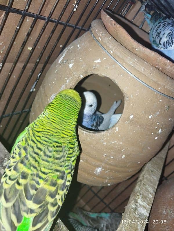 Australian parrot Budgie king size, Red eyes, Fellow, Or Split k piece 11